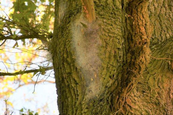 In den Eichen am Weg zwischen Quitzöbel und am Radweg am Vorfluter kann man die Gespinste der Eichenprozessionsspinner gut beobachten. Wenn Sie so etwas sehen, sollten Sie dies Ihrer Kommune melden. (Foto: Bernd Atzenroth/Landkreis Prignitz)